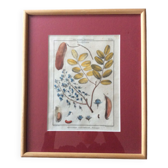 Frame with botanical board Benard Direxit