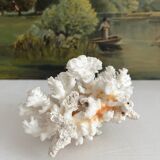 White coral old cabinet of curiosities