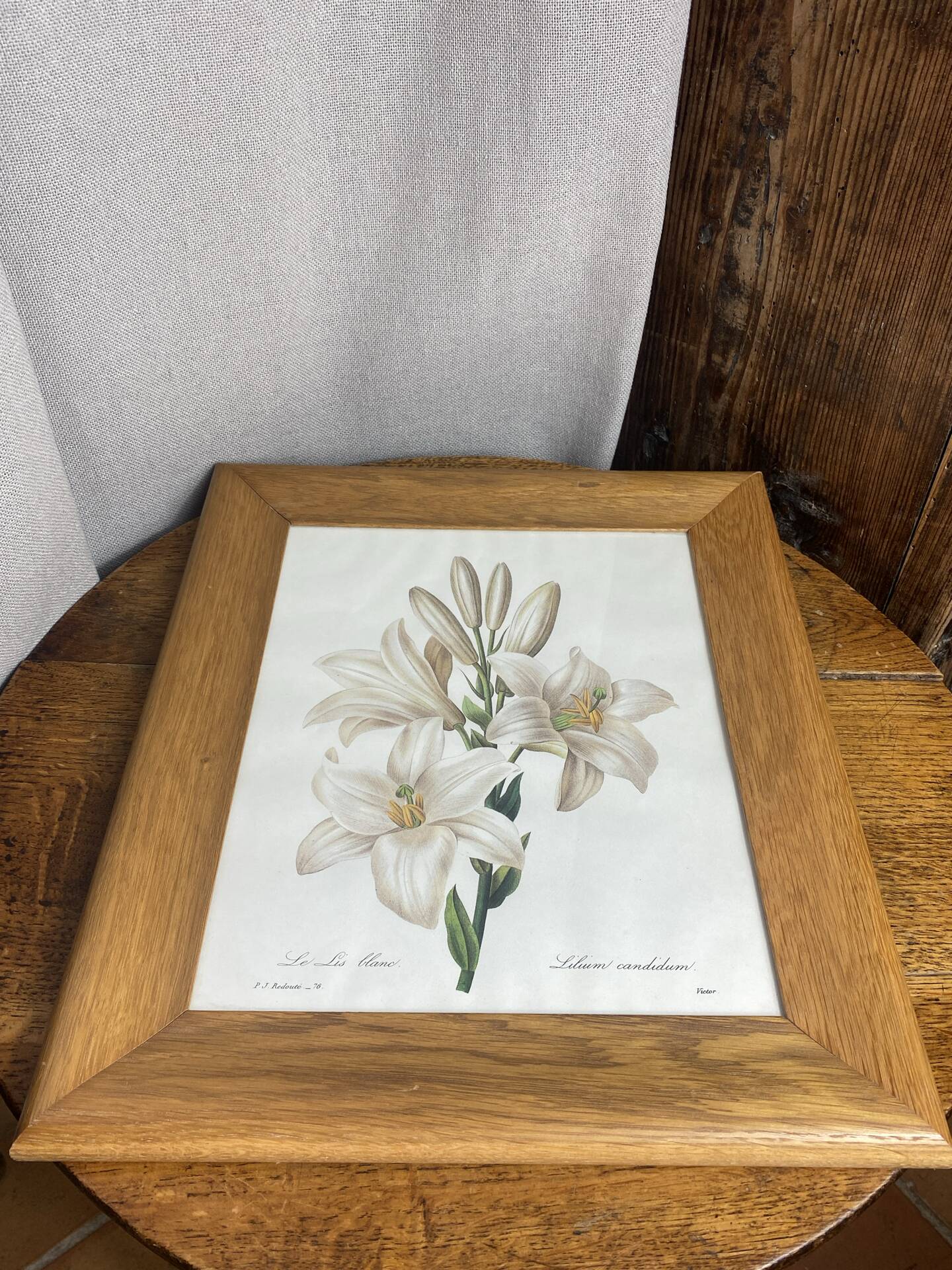 Botanical print, White Lily, P-J Redouté