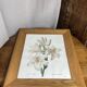 Botanical print, White Lily, P-J Redouté