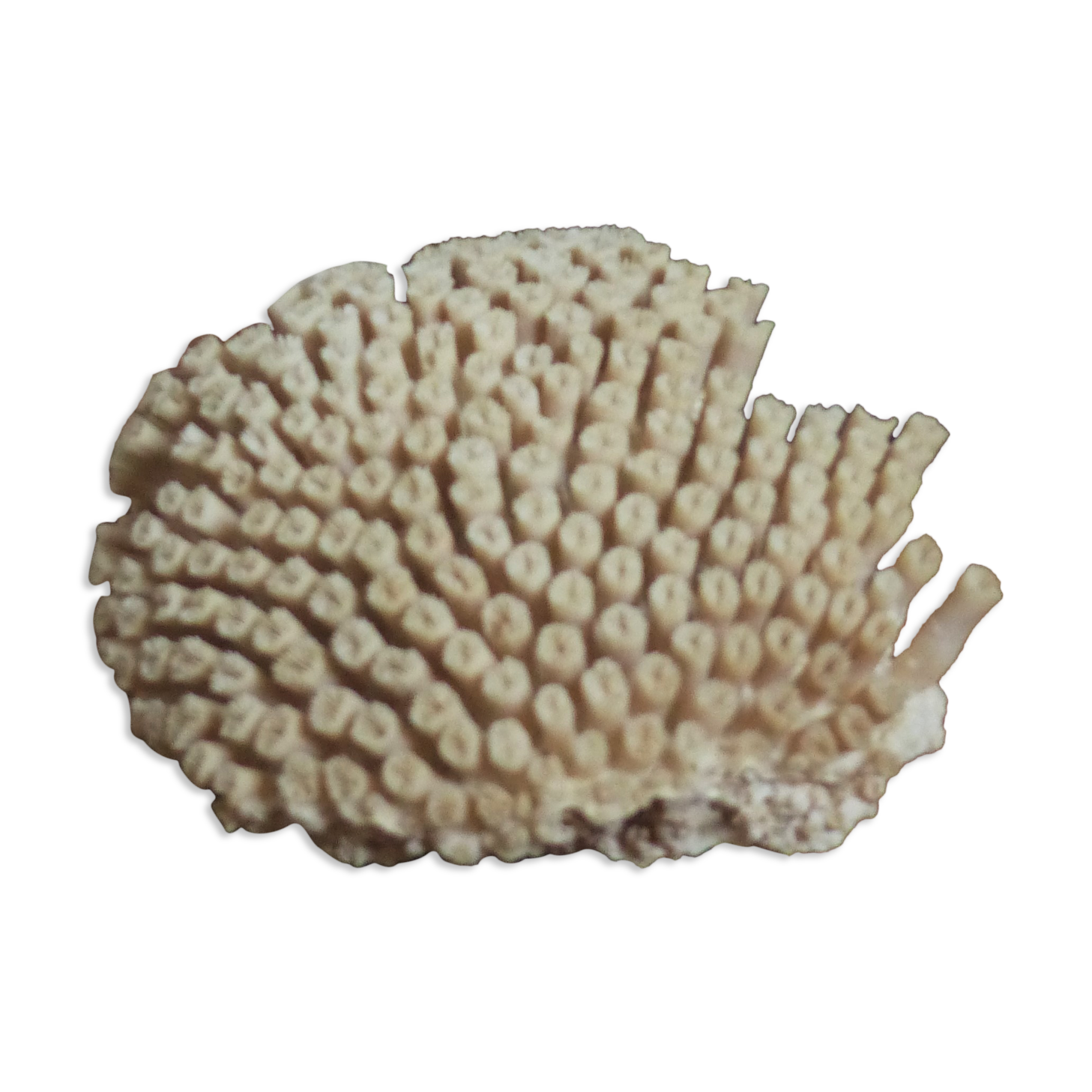 Ancient white coral