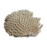 Ancient white coral