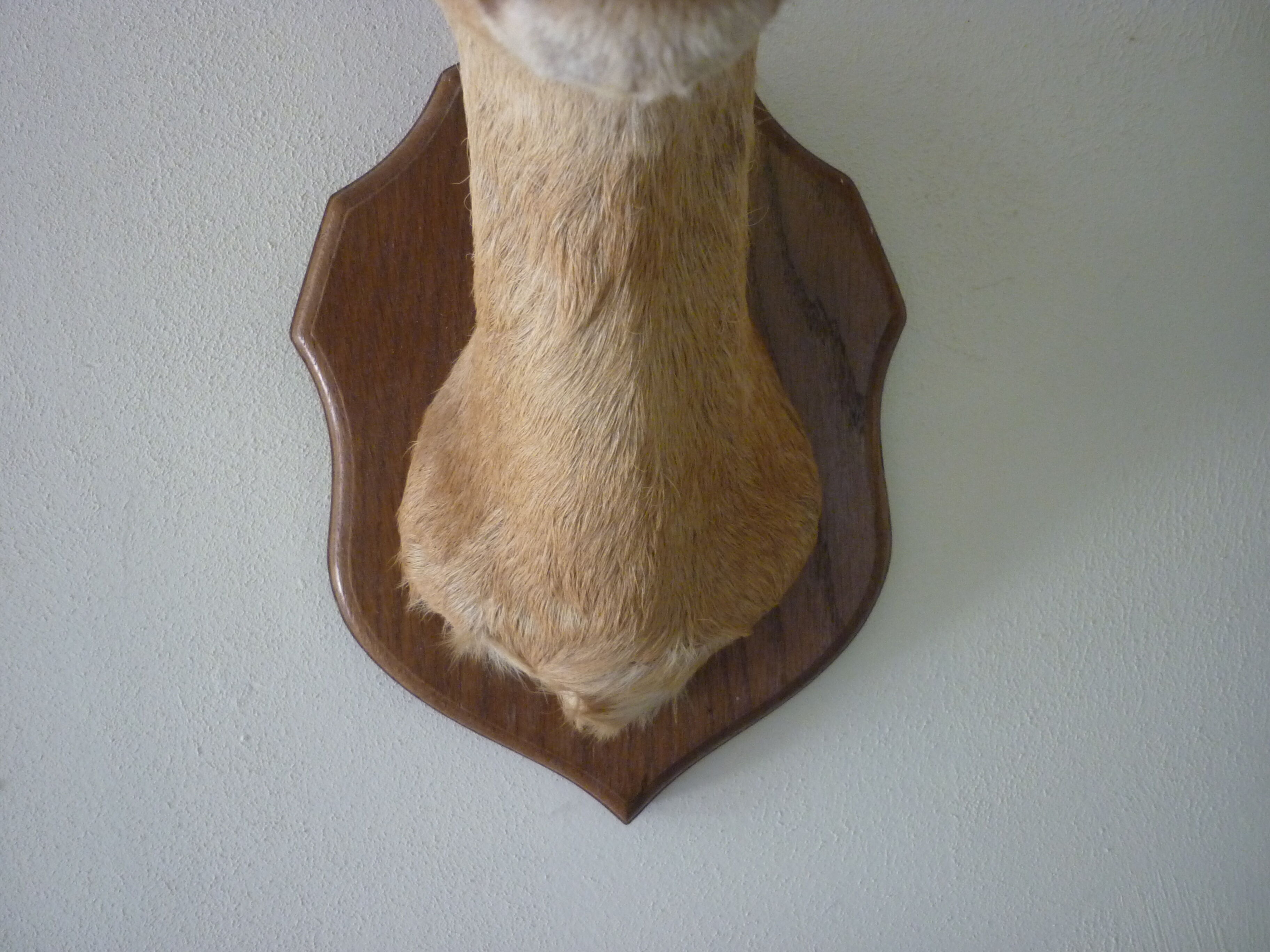 Trophee hunts deer head