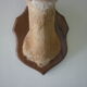 Trophee hunts deer head