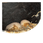 Small pocket tray or dish in black and beige petrified wood D20.5 -3317