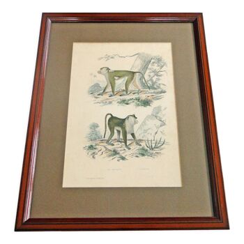 Ancienne gravure animalière xixème illustration travies encadrement d’art cabinet de curiosité n° 2