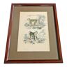 Old animal engraving xixth illustration travies art framing cabinet of curiosities n° 2