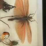 Naturalized insect frame