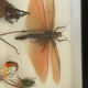 Cadre insectes naturalisés