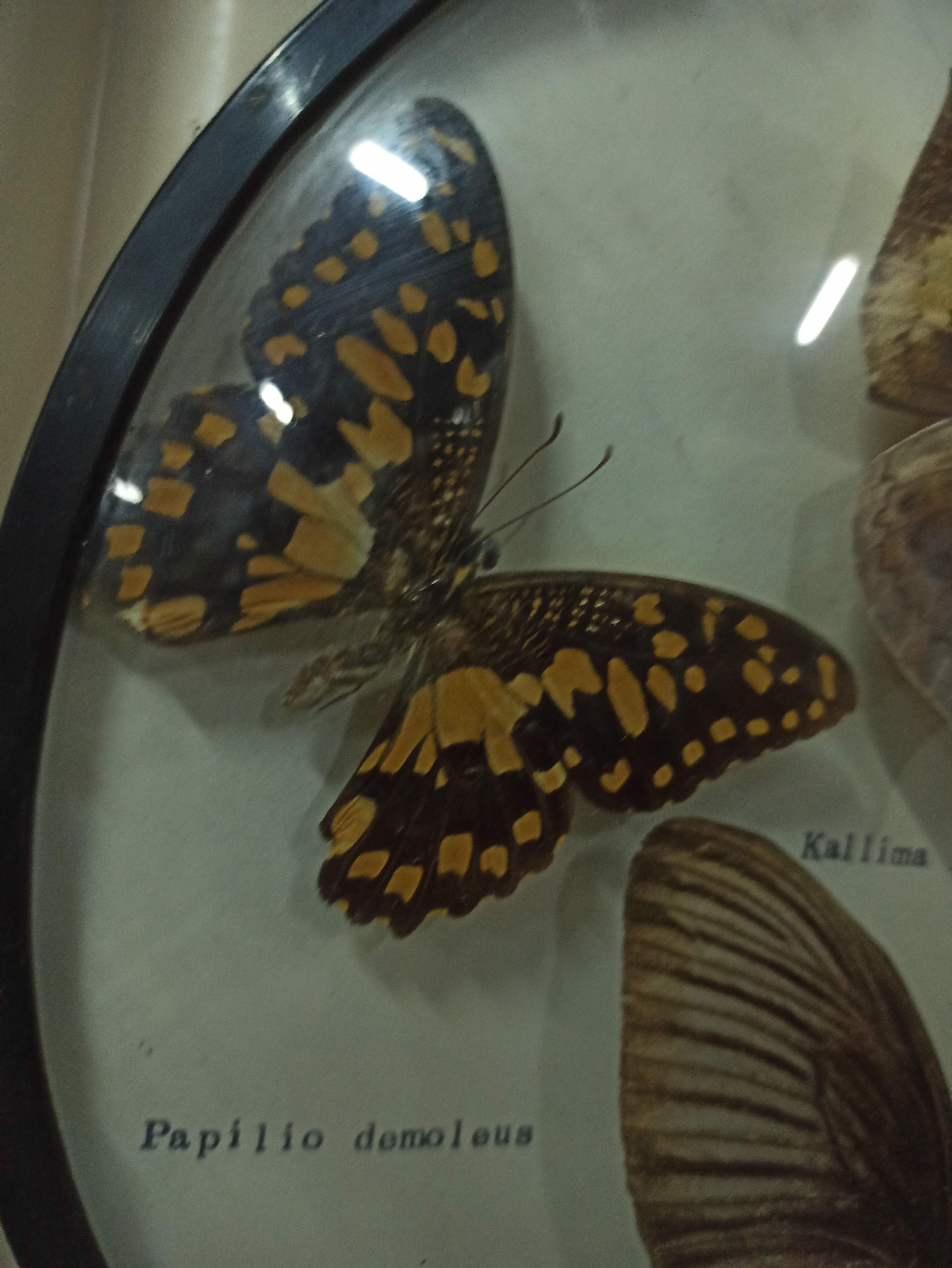 Cadre rond verre sorcière papillons taxidermie