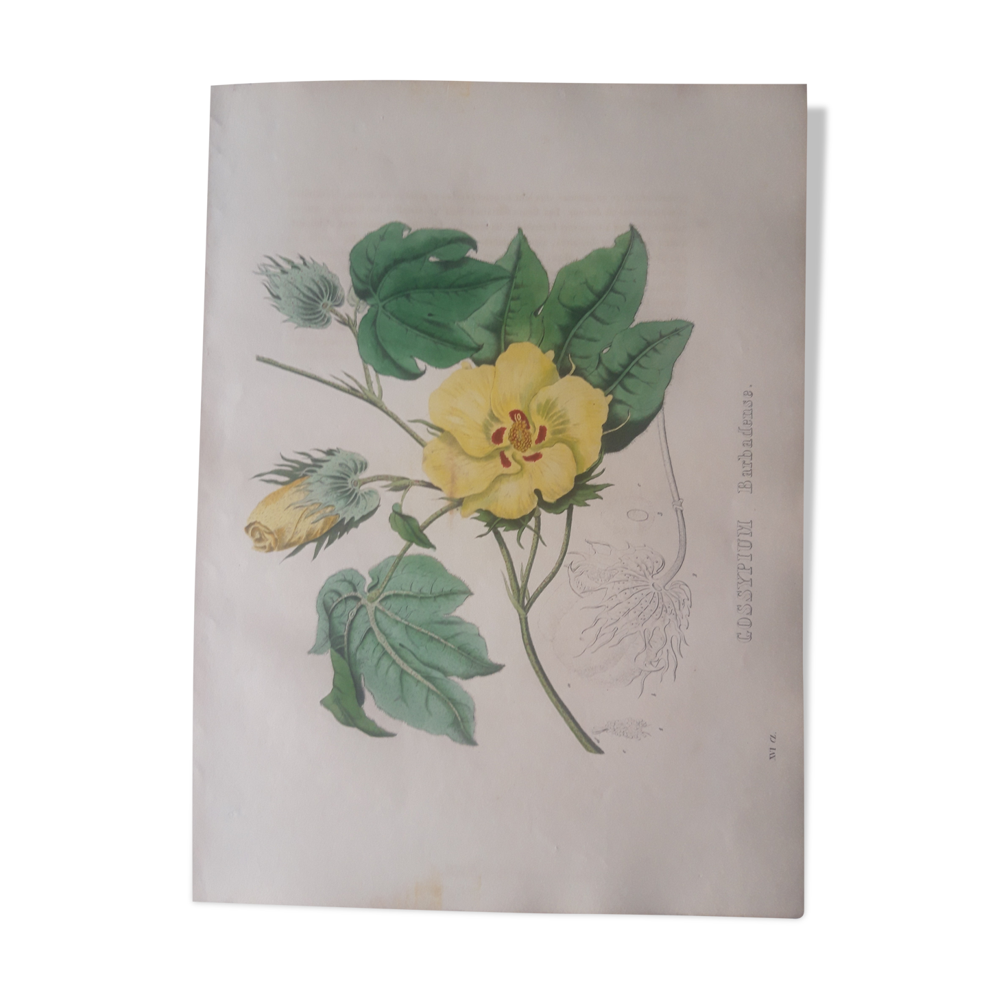 Cossypium Barbadense botanical board, lithographed and coloured, Sertum Botanicum 1832