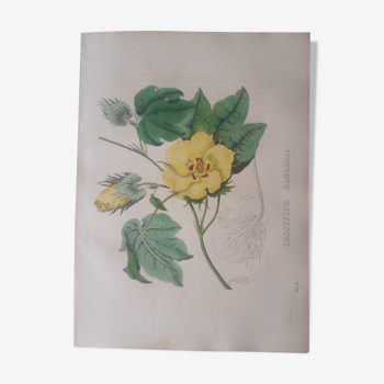 Cossypium Barbadense botanical board, lithographed and coloured, Sertum Botanicum 1832
