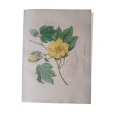 Planche botanique Cossypium Barbadense,lithographiée et coloriée,  Sertum Botanicum 1832