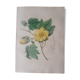 Cossypium Barbadense botanical board, lithographed and coloured, Sertum Botanicum 1832