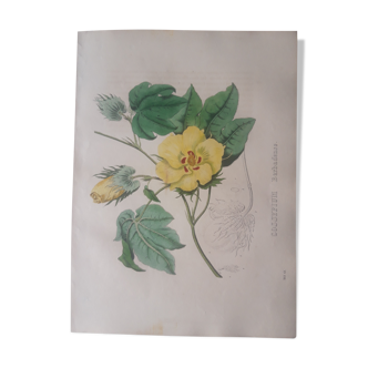Planche botanique Cossypium Barbadense,lithographiée et coloriée,  Sertum Botanicum 1832