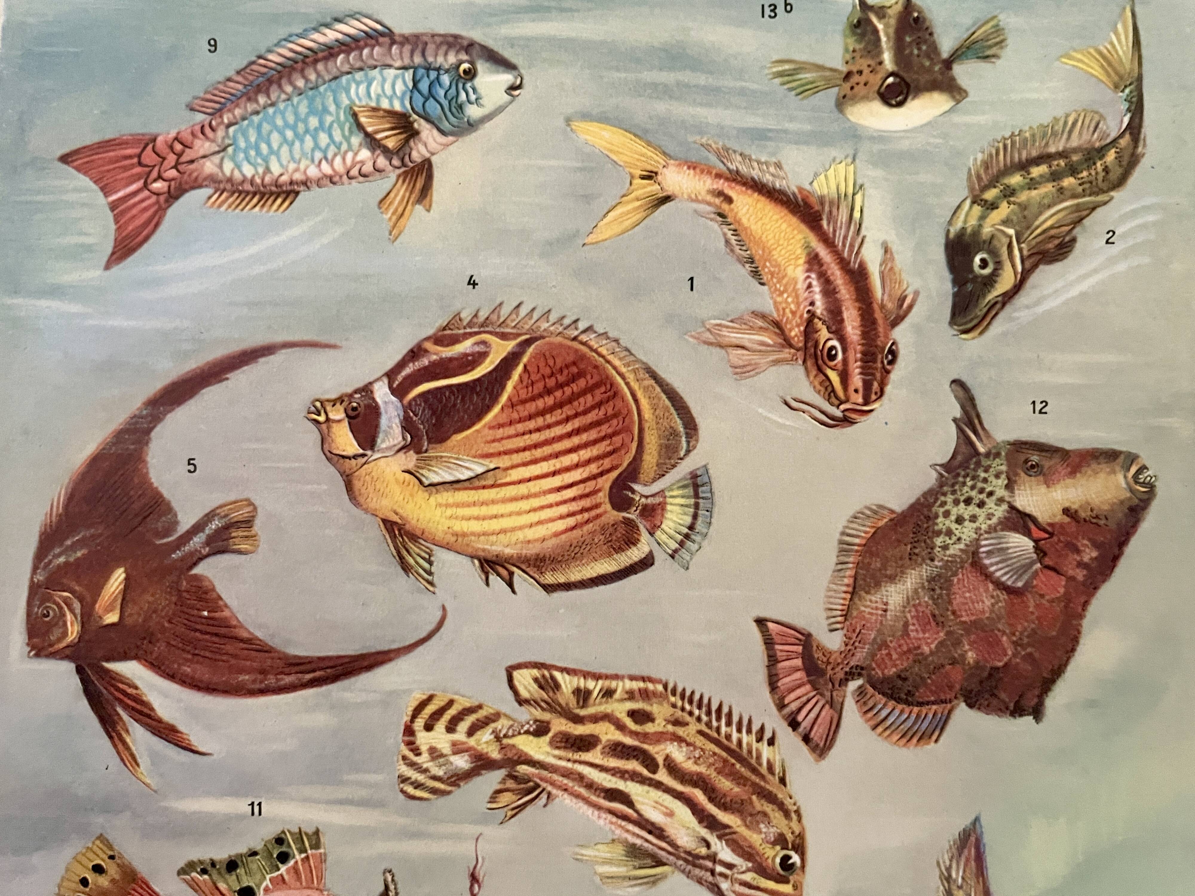 Illustrated plate of coral reef fish – 1950