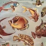 Illustrated plate of coral reef fish – 1950