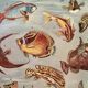Illustrated plate of coral reef fish – 1950