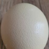 Œuf d’Autruche vide avec support