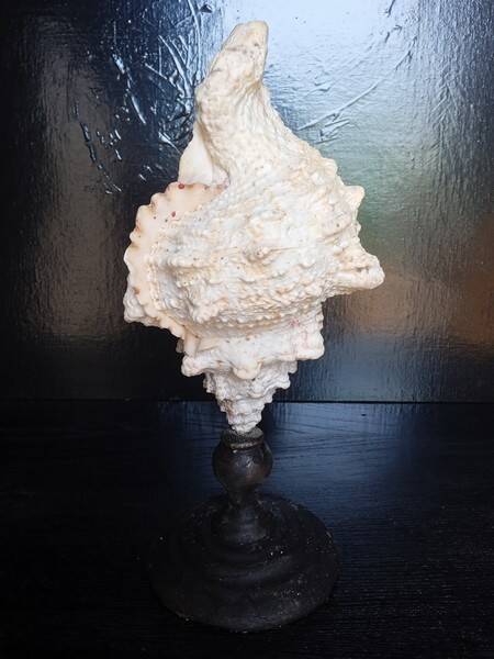 Cabinet of Curiosities 33cm Tutufa Bubo Shell on base