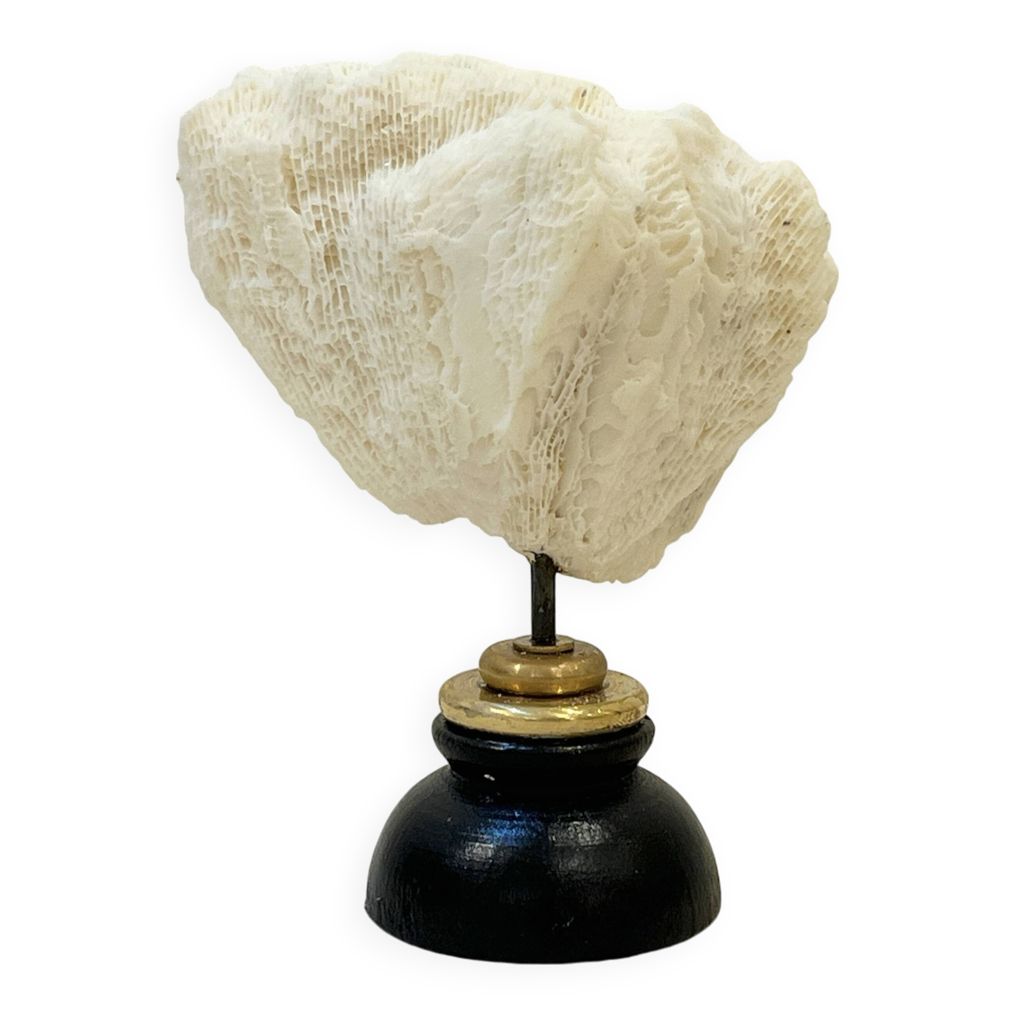 Antique natural white wave coral on wooden base Napoleon III cabinet of curiosities
