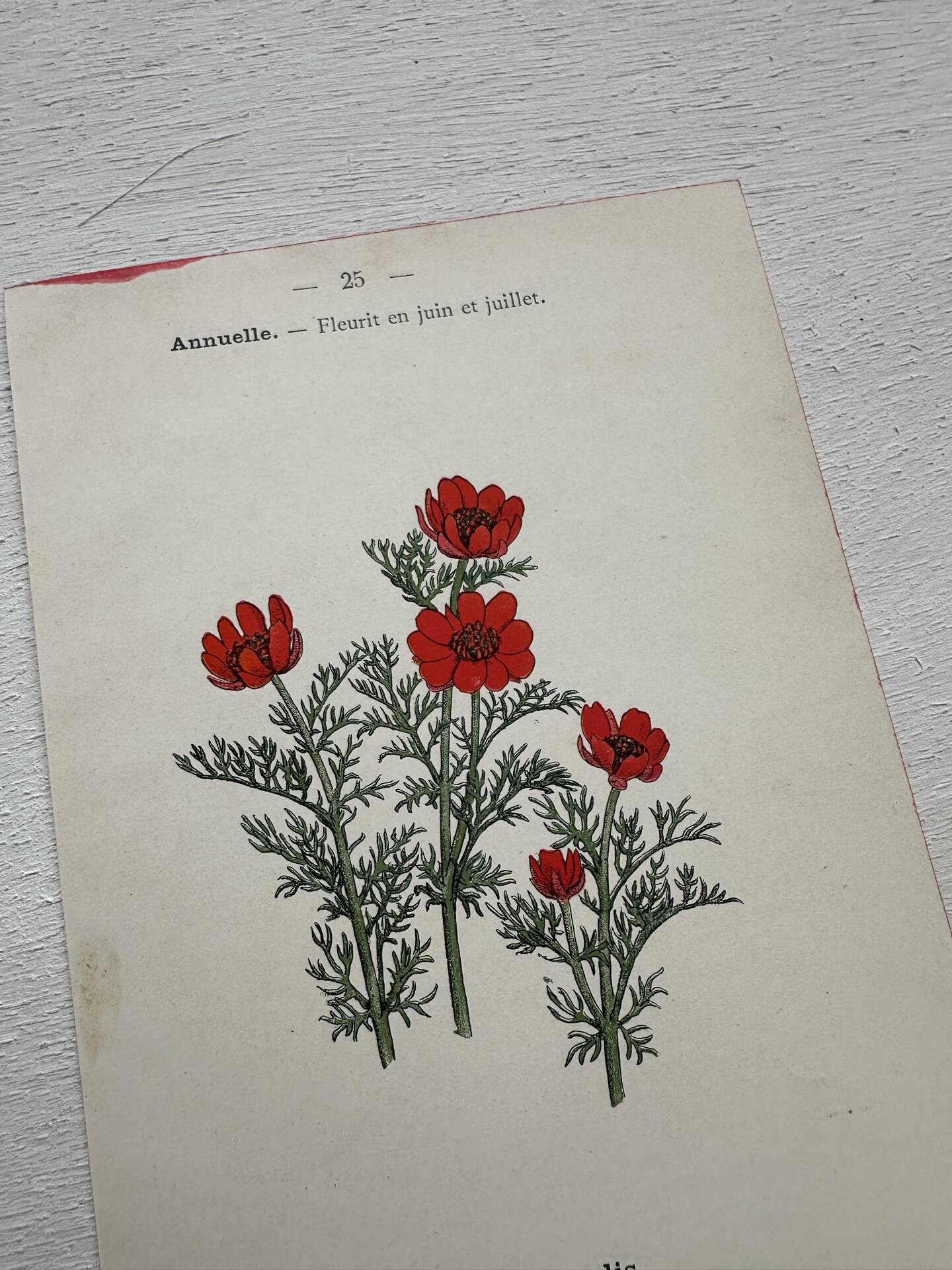 Botanical Plate 1800 Old Naturalist Engraving 19th Century Double-Sided