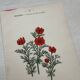 Botanical Plate 1800 Old Naturalist Engraving 19th Century Double-Sided