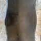 Vintage Black Carved Oak Louis XV Style Coffee Table