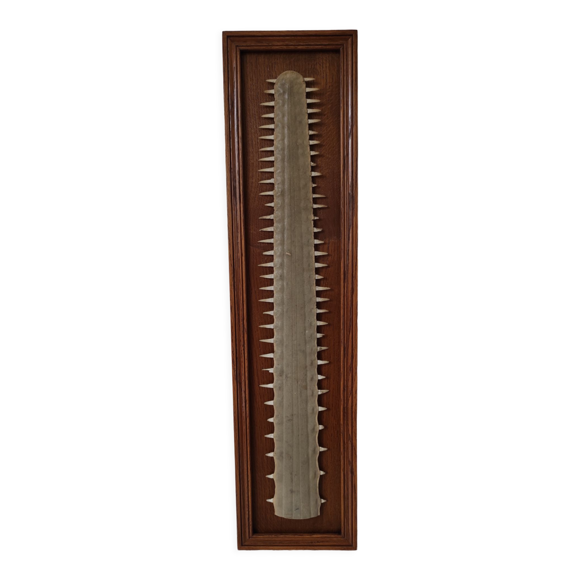 Sawfish rostrum