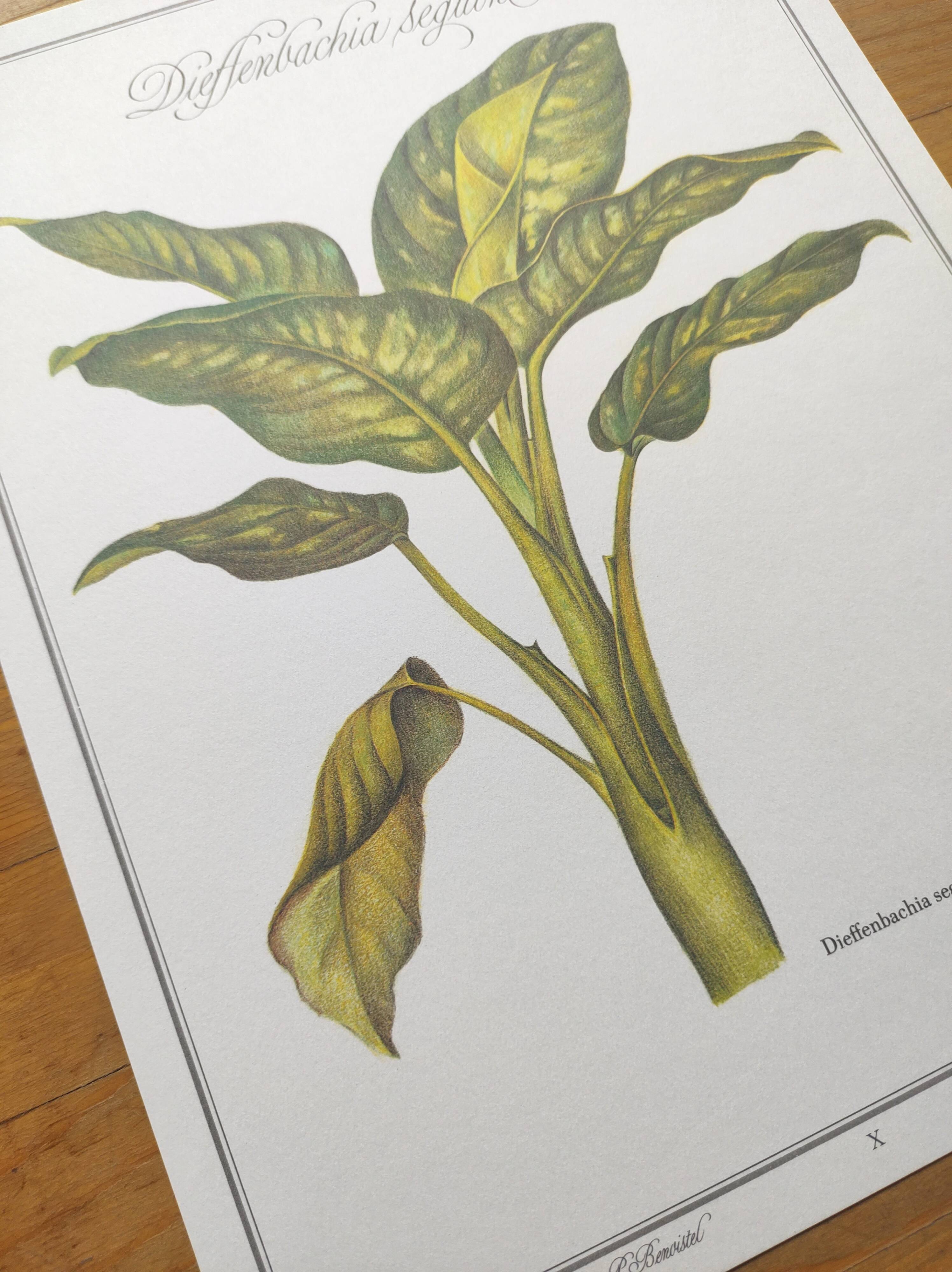 Botanical engraving -Dieffenbachia seguine- Illustration of medicinal plants. Pastels by C.Michaut