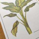 Botanical engraving -Dieffenbachia seguine- Illustration of medicinal plants. Pastels by C.Michaut