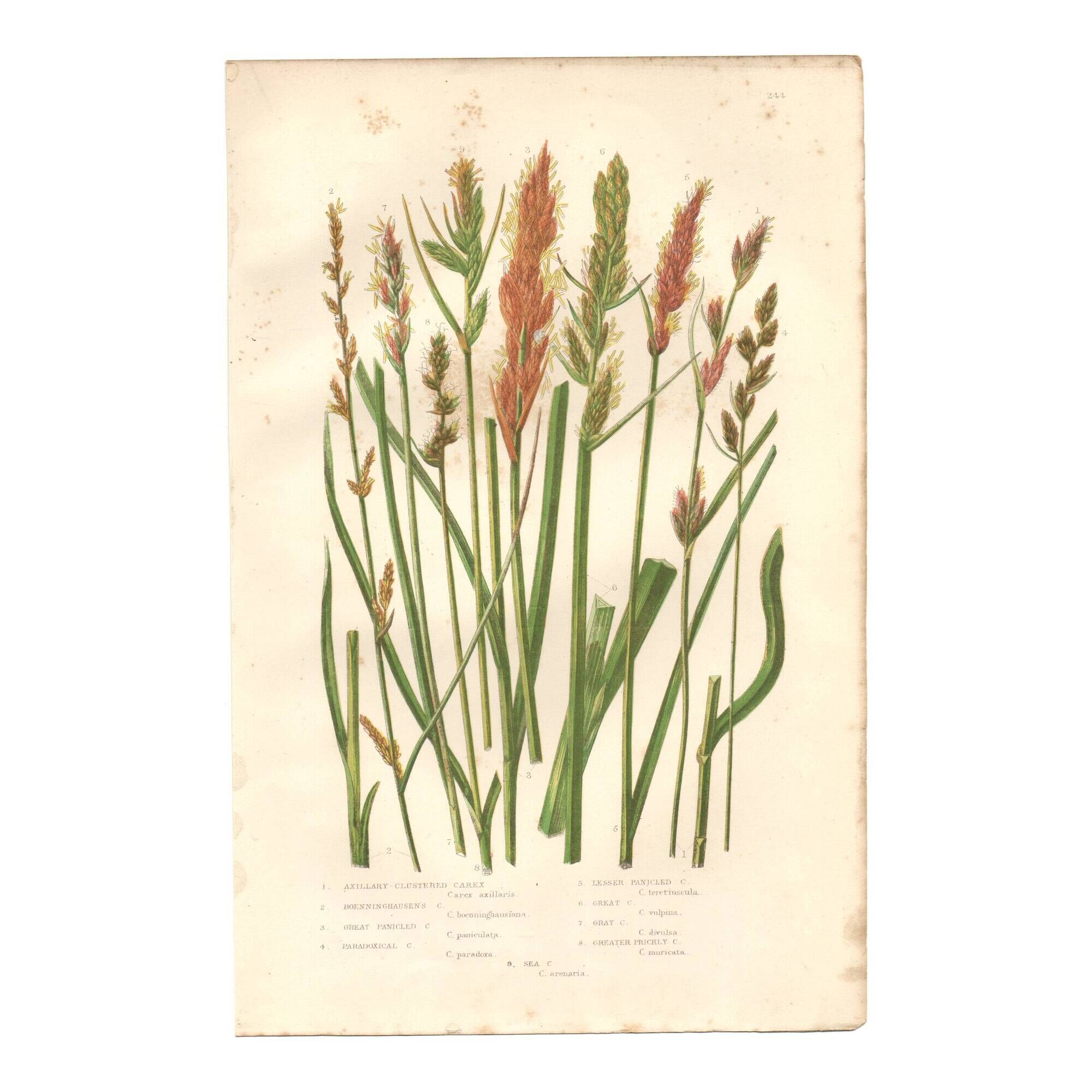 Antique botanical engraving, 1889 - Sedges by A. Pratt - Wild herbs