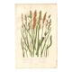 Antique botanical engraving, 1889 - Sedges by A. Pratt - Wild herbs