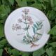 Assiette creuse Villeroy et Boch