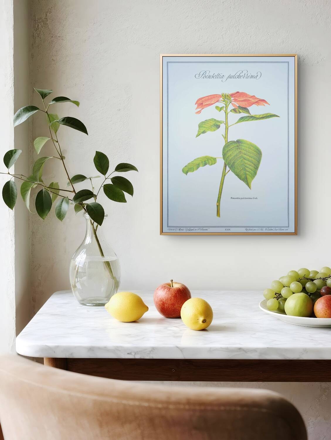 Printed in 1986, the Christmas star. Vintage botanical print.