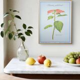 Printed in 1986, the Christmas star. Vintage botanical print.