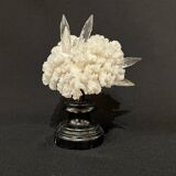 Corail blanc naturel ancien et cristal sur socle en bois napoléon iii xixe cabinet de curiosités