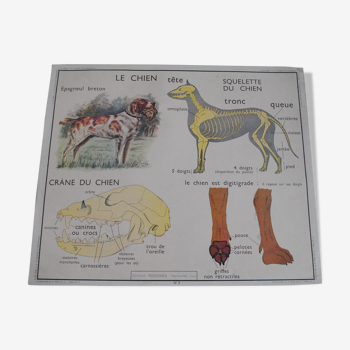 School Map The Dog and Insectivores Rossignol Editions