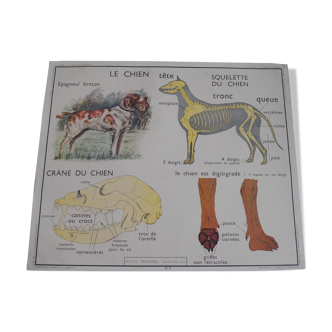 School Map The Dog and Insectivores Rossignol Editions