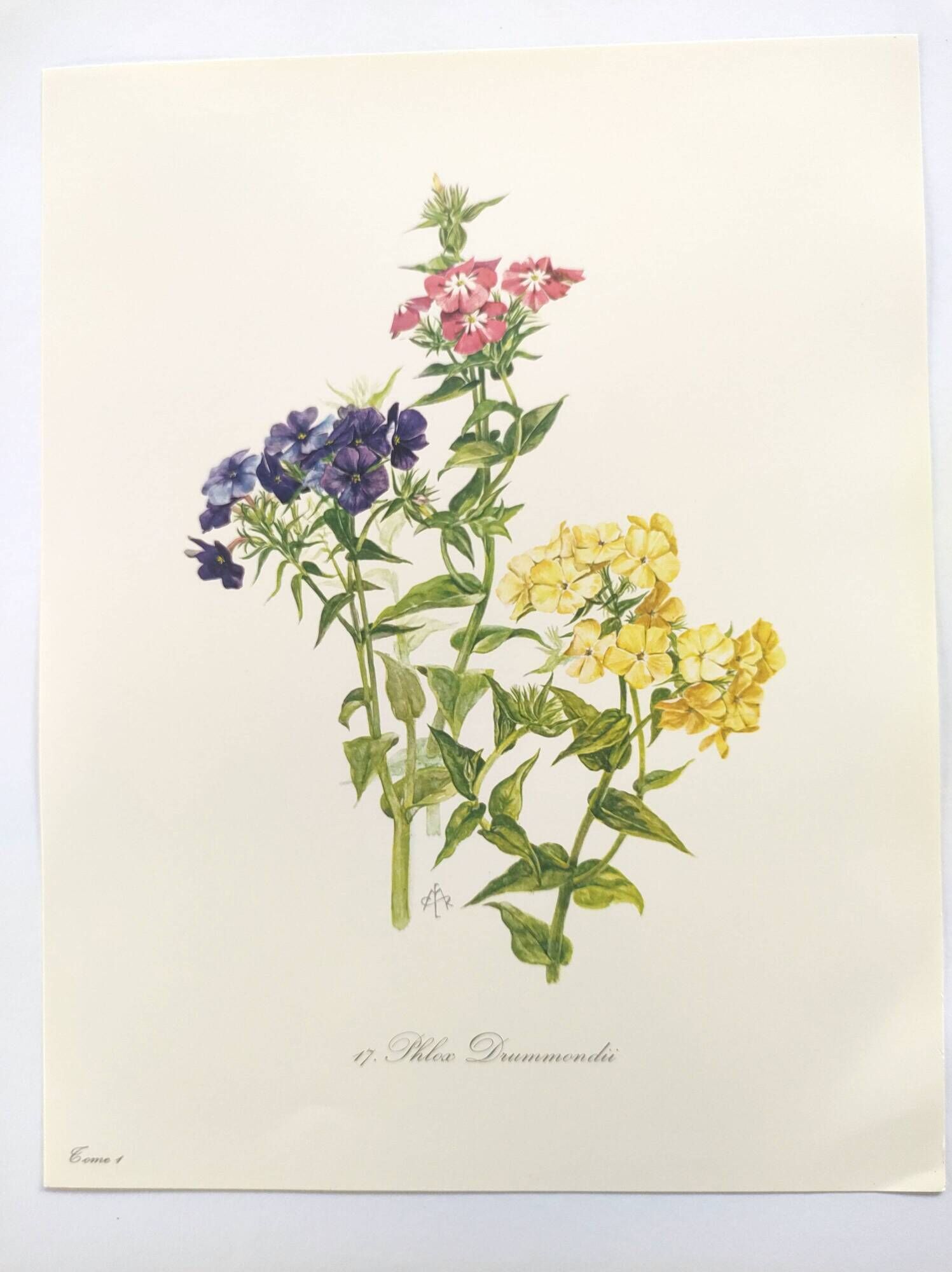 Vintage botanical plate from 1962 - Phlox - Plant engraving - Watercolor M.Rollinat