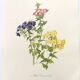 Vintage botanical plate from 1962 - Phlox - Plant engraving - Watercolor M.Rollinat