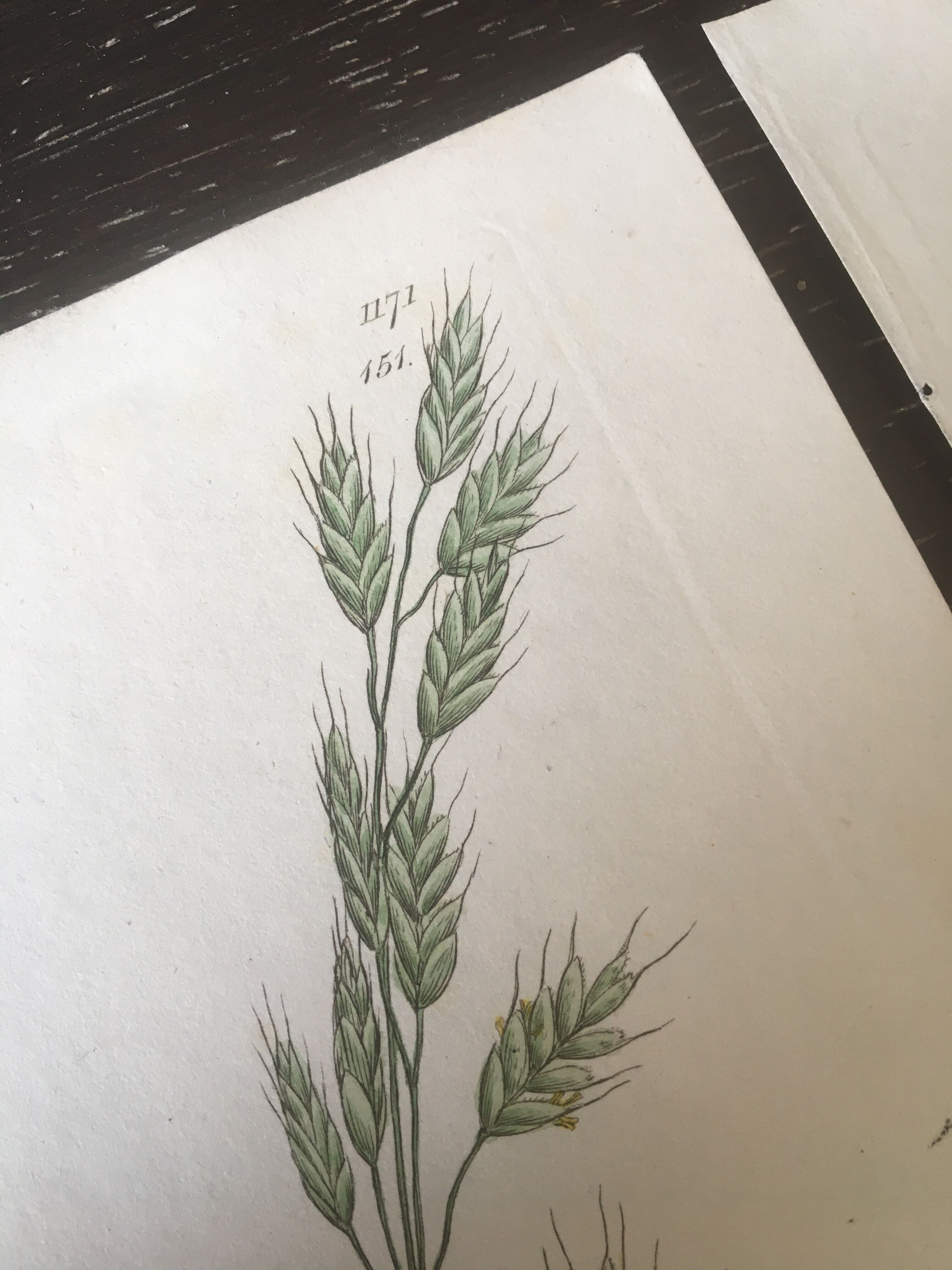 Trio de planches d’herbes Ed Sowerby Londres 1809