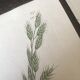 Trio de planches d’herbes Ed Sowerby Londres 1809