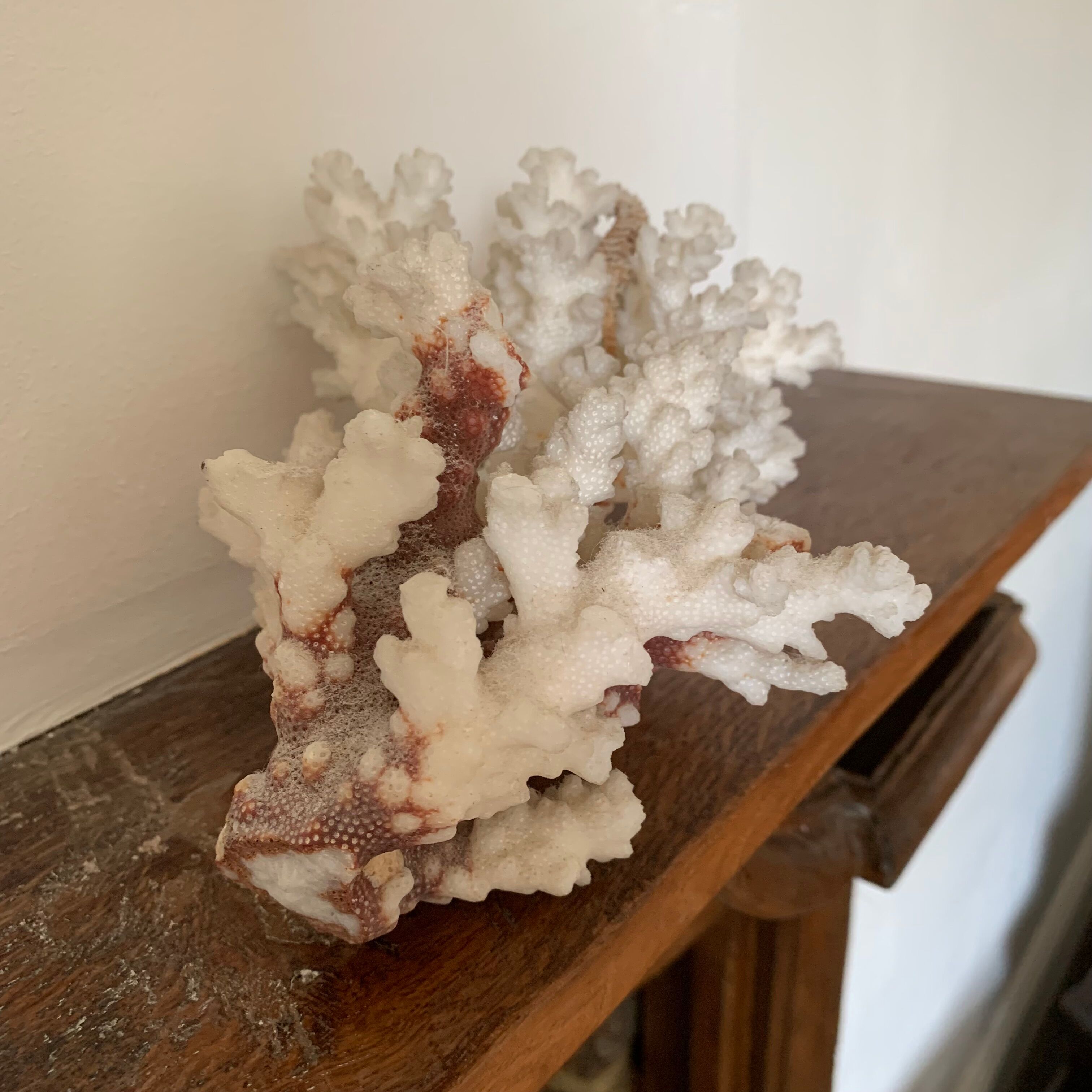 White coral and seahorse