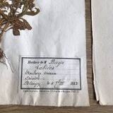 2-page lot of 19th century herbarium Deyrolle