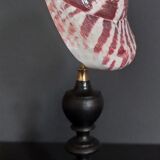 Shell tectus niloticus on base