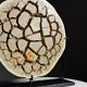 Septaria nodule on custom stand