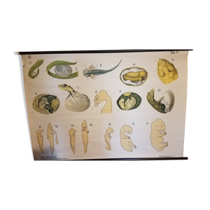 Affiche scolaire tissu épithélial