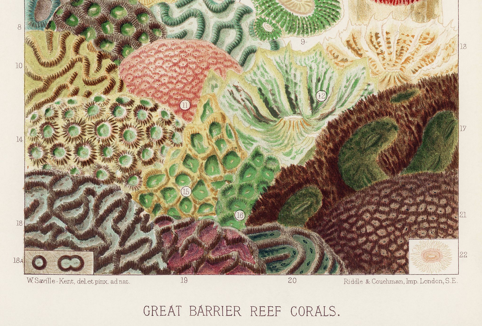 Poster about "the anemones of the Great Barrier Reef", 1893