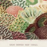 Affiche sur "les anémones de la Grande barrière de Corail", 1893